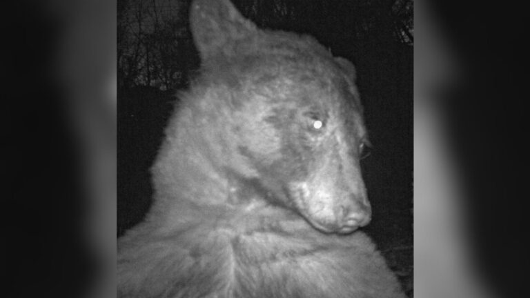 Colorado Researchers Check Trail Camera And Are Stunned By What It Captured