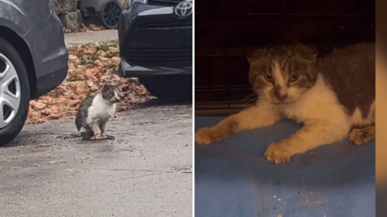 Wisconsin Residents Rush To Help A Struggling Feral Cat Only To Learn Something Heartbreaking