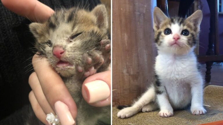New Jersey Woman Rescues Kitten On The Brink Of Survival, Then X-Ray Reveals Devastating Reality