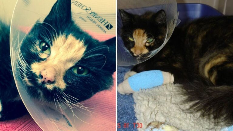 Oakland Stray Cat Approaches Group Of Kids Hoping For Kindness, But Faces Unimaginable Cruelty