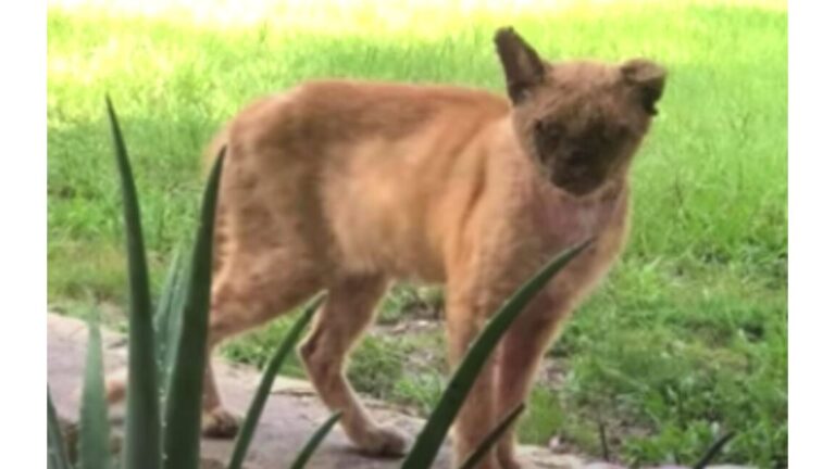 Florida Couple Finds A Stray Cat In Their Yard, But A Closer Look Leaves Them Shaken