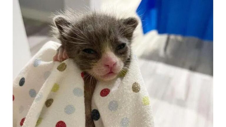 Fragile Kitten Found Crying In Homeowner’s Garage In Texas After Losing His Whole Family