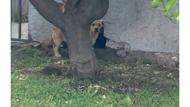 Shivering Puppy Hiding Under A House In LA Has No Idea Her Life Is About To Change