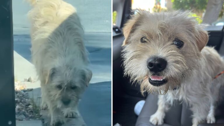 Local Stops At McDonald’s Drive-Thru In LA And Finds A Tiny Survivor Hoping For A Helping Hand