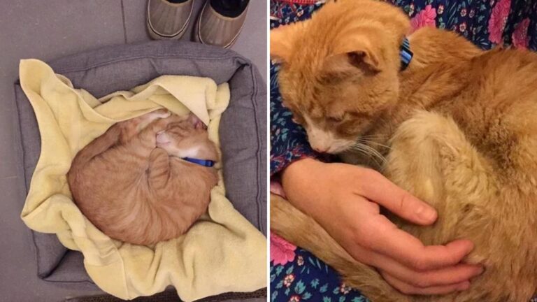 Senior Cat In NY Shelter Had Only Hours Before Euthanasia, Then Fate Intervened