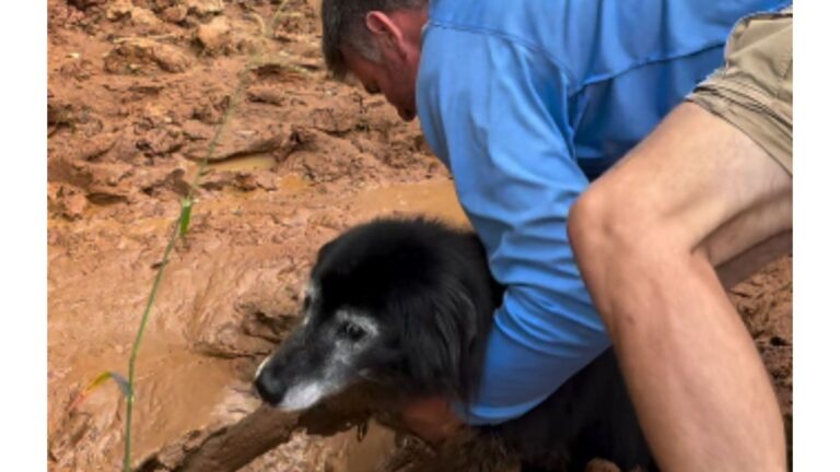 North Carolina Family Searching For Their Lost Dog Hears Wet Splash And Braces For The Worst