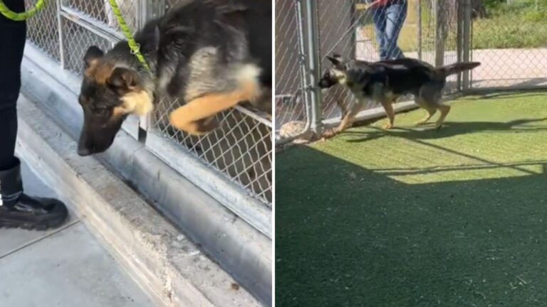 California Shelter Staff Takes Dog For One Last Walk Before Euthanasia, Then A Miracle Happens