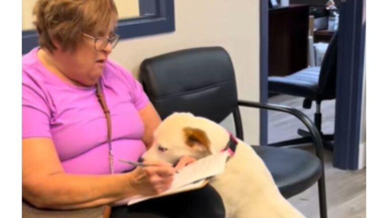 Woman Signs Adoption Papers In Florida Shelter And The Dog’s Reaction Leaves Staff In Awe