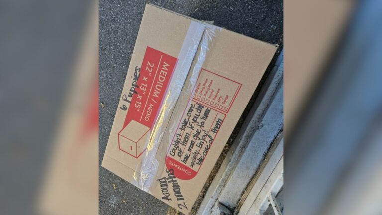Arkansas Shelter Staff Found A Mysterious Box At Their Door, The Next Moment Left Them In Shock