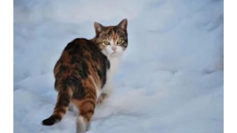 Shivering Cat Spotted Along Michigan Road Leaves Man Heartbroken When He Gets Closer