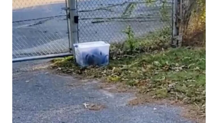 Alabama Woman Spots A Container Sitting On The Lawn And Gets A Bad Feeling Something’s Wrong