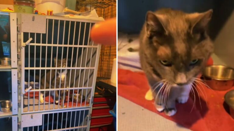Connecticut Shelter Worker Opens Cat’s Cage And Can’t Believe Her Eyes