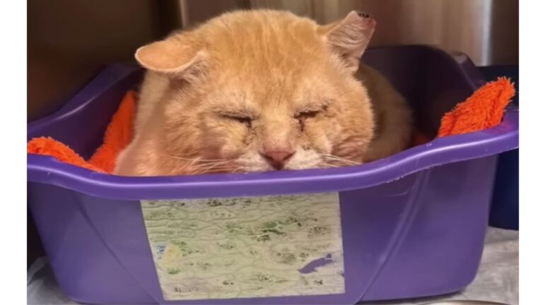Abandoned Cat Survived Years Of Pain On Arizona Streets Until One Moment Changed Everything