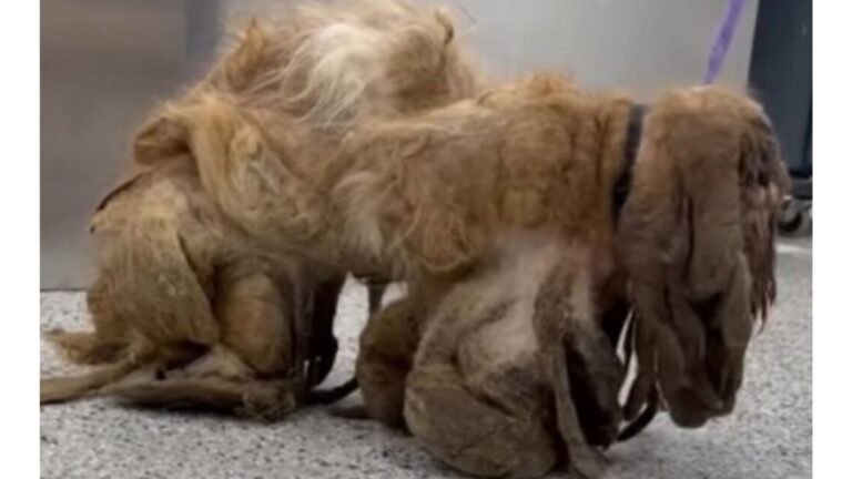 New Pup Arrives At Kansas Rescue And Staff Can’t Believe What They’re Seeing