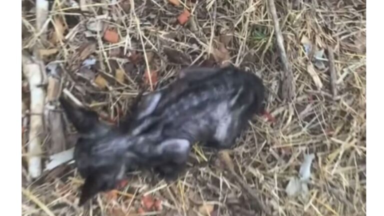 California Woman Notices Tiny ‘Skeleton’ Creature Hidden In The Bush And Decides To Act