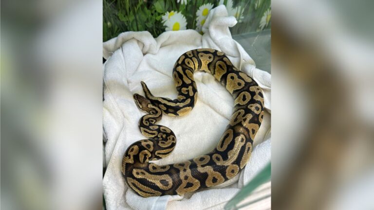 Python Slithering In A Drive-Thru Turns California Fast Food Run Into A Wild Surprise