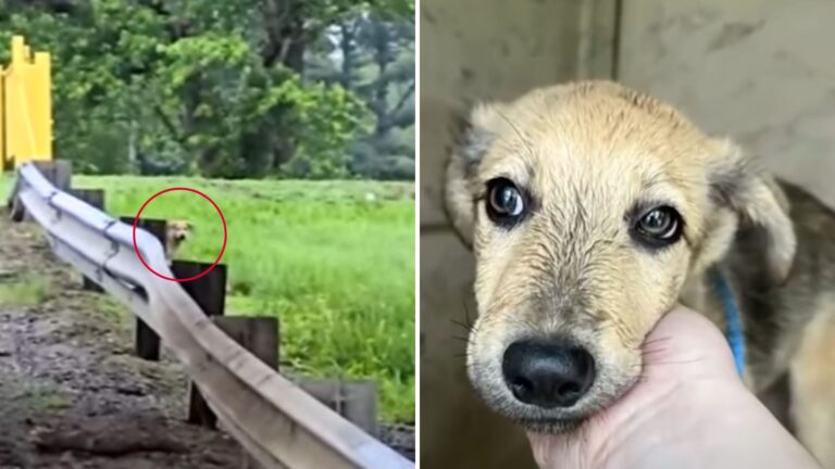 Indiana Man Witnesses Heartbreaking Moment As Dog Is Dumped From Car Like He Meant Nothing