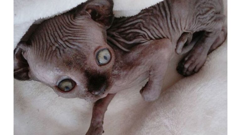 Illinois Woman Adopts Sphynx Cat With Rare Condition And Has No Idea What She’s Getting Into