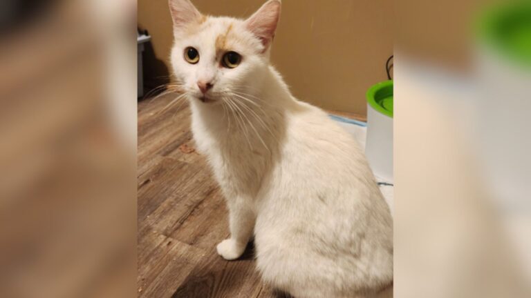 North Carolina Woman Follows A Stray Cat And What She Finds Changes Everything