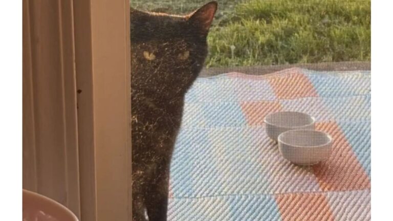 Michigan Couple Stunned To Discover What A Stray Cat Left In A Box On Their Porch