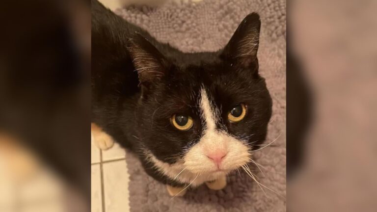Hungry Stray Cat Looking For Food In New York Park Ends Up Finding A Whole New Life