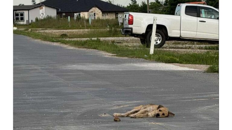 Heartbreaking Scene In Texas As Stray Dog Collapses On The Road After Being Ignored For So Long