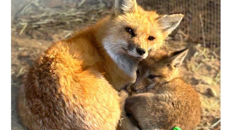 Fox In Massachusetts Took In 3 Orphans And What Happened Next Completely Changed Everything
