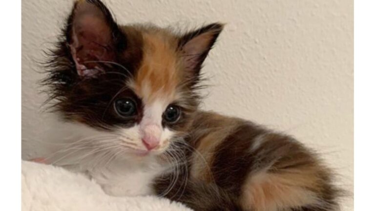 NY Student Meets Newborn Kittens On Her Aunt’s Farm, Then Notices One Incredibly Different