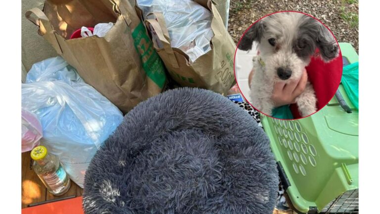 Virginia Family Leaves Senior Poodle In Parking Lot With Her Belongings And Heartbreaking Note