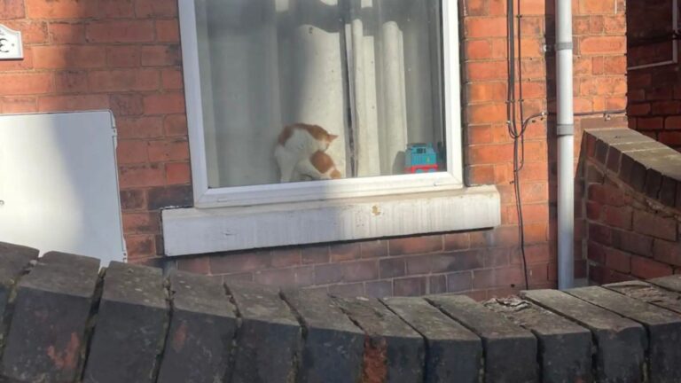 Michigan Teen Spots Furry Face In Stranger’s Window, Then Makes A Shocking Realization