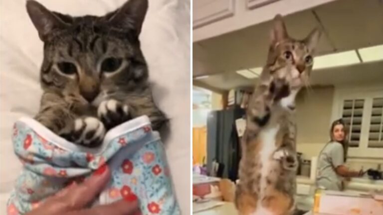 Texas Woman Flies To LA For A Cat With A Rare Condition And What She Finds Changes Everything