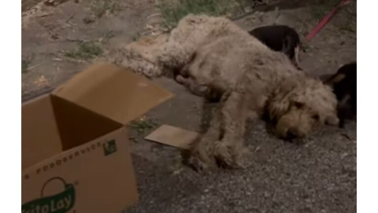Chained Mama Dog Found In Dark Alley In Los Angeles Was Still Trying To Protect Her Puppies