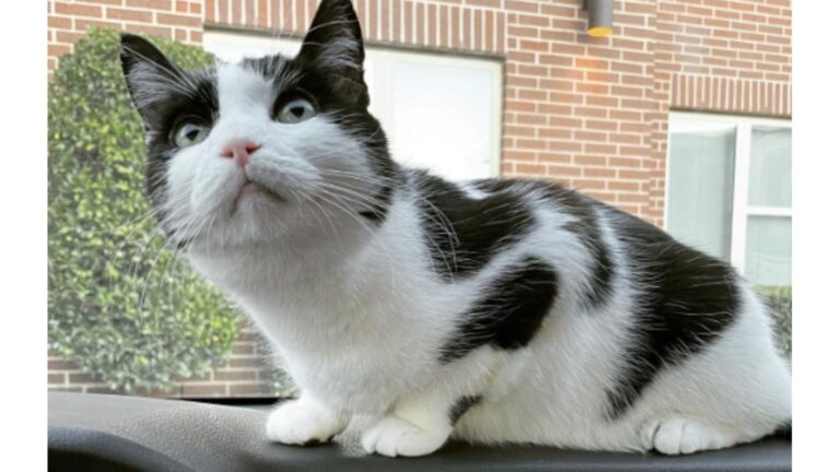 This Toothless Cat From DC Has A Strange Obsession And You’ll Never Guess What It Is