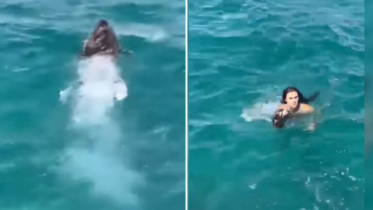 California Tourist Notices Tiny Creature Struggling In The Sea And Jumps In Without Thinking