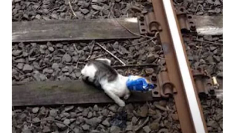 Minnesota Train Driver Makes Sudden Stop After Noticing Tiny Figure Lying On The Tracks Ahead