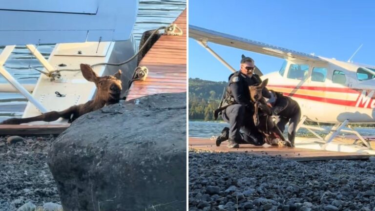 Alaska Man Spots Baby Moose Trapped In Dock As Helpless Mother Watches From A Distance