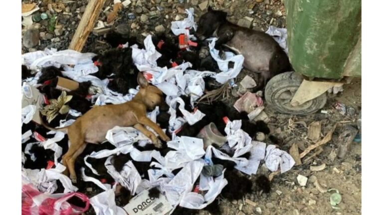 Texas Local Nearly Walks Past A Pile Of Trash Until They Notice What’s Lying On Top