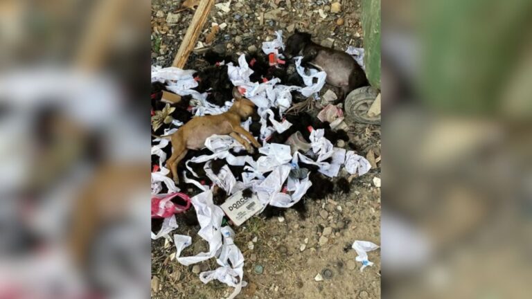 Passerby Sees Something Heartbreaking On A Pile Of Trash In Colorado And Can’t Turn Away