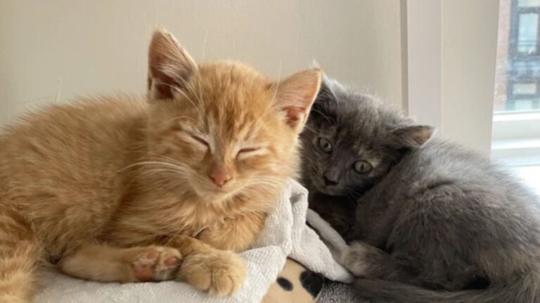Two Tiny Kittens Rescued Just A Day Apart Leave Virginia Rescuers Completely Speechless