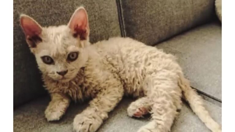 Montana Cat Gives Birth To One Very Unusual Kitten, So Unique Even Experts Are Confused