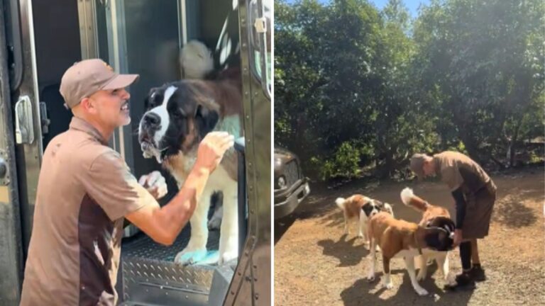 UPS Driver Meets 3 Giant St. Bernards In California And Their Hilarious Standoff Goes Viral