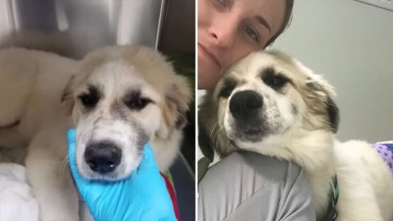North Carolina Family Brings Injured Dog To Vet And Requests Euthanasia, Then Fate Steps In