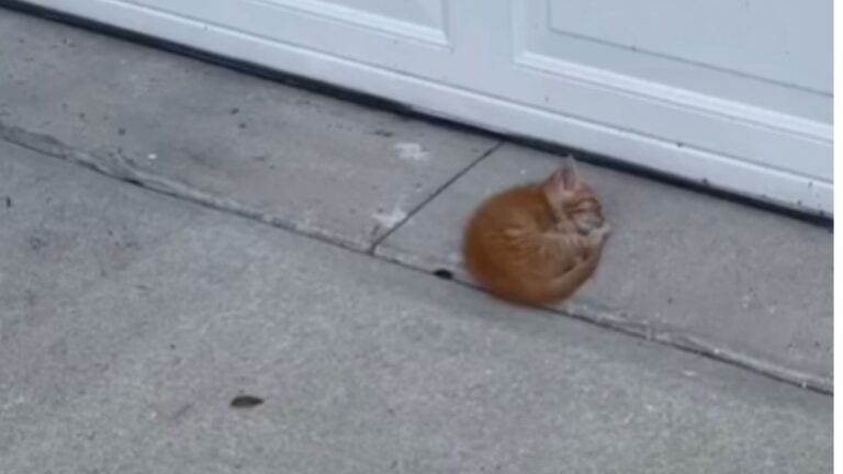 Florida Couple Rescues Kitten That Showed Up In Their Driveway, Then Gets Devastating News