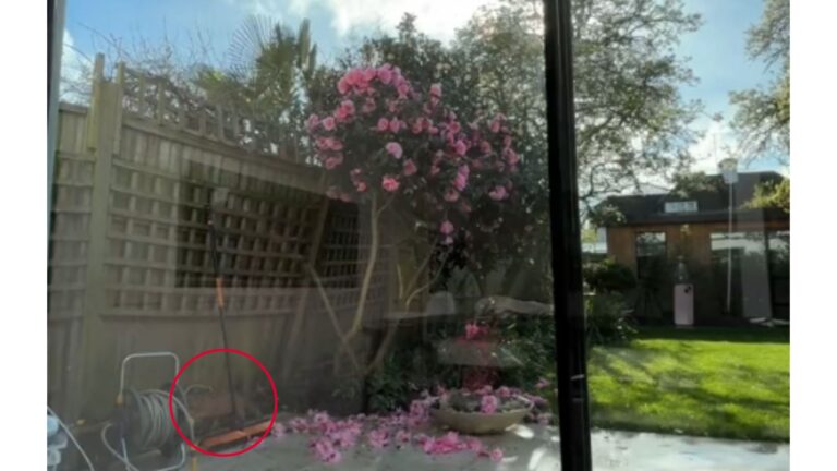 New York Woman Notices Something Moving In Her Flower Bed And Makes A Wild Discovery