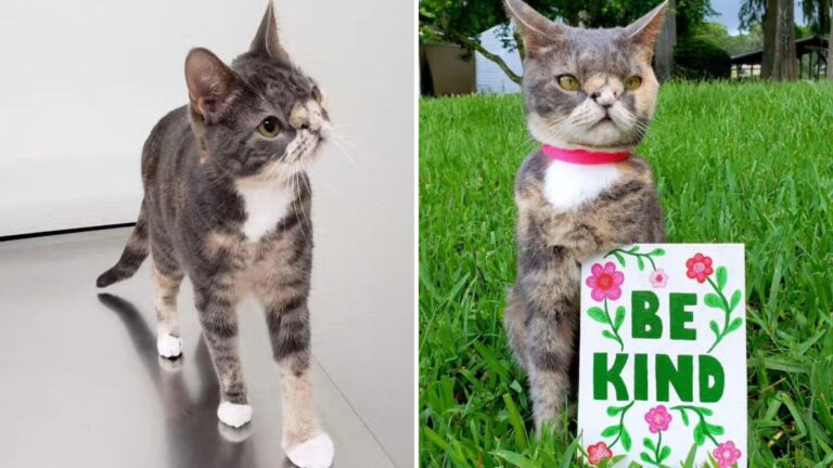 Florida Special Needs Teacher Meets Tiny Kitten Facing Euthanasia And Changes Her Life Forever