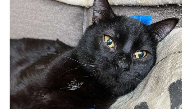 Cat Born Different And Overlooked At Kansas Shelter Finally Gets A Chance At Love