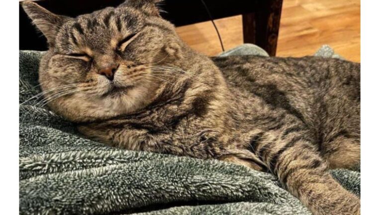 Seattle Woman Adopts Abandoned Senior Cat And Watches Her Bloom Into Happiness Again