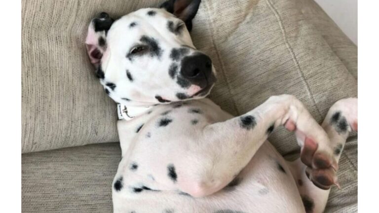 California Woman Adopts Her Dream Dog From Craigslist, Then Vet Makes Devastating Discovery