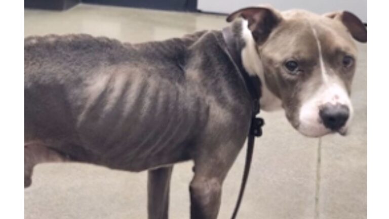 Texas Woman Brings Home A Rescue Dog, But Quickly Realizes Something Is Terribly Wrong