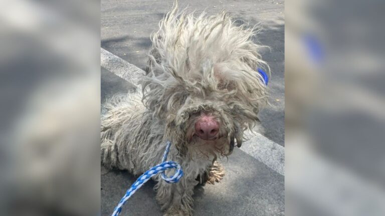 Woman Blocks Traffic On Busy Road In California To Grab Little Lost Dog And Bring Her To Safety